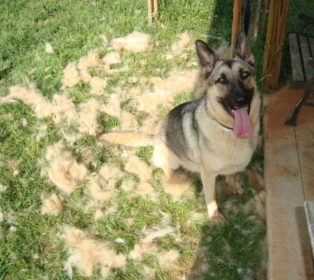 german shepherd shedding german shepherd shedding
